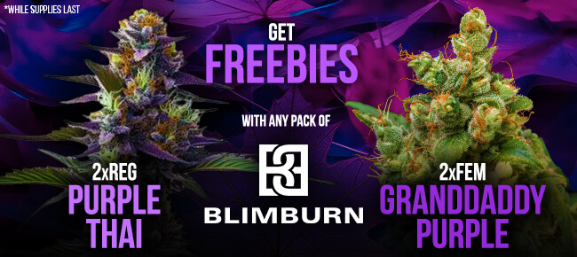 Blimburn - Buy Any Pack - Get 2 REG Purple Thai + 2 FEM GrandDaddy Purple