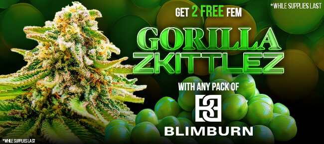 Blimburn - Buy Any Pack - Get 2 FEM Gorilla Zkittlez