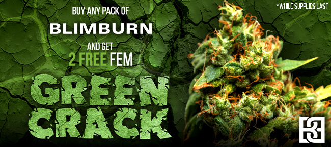 Blimburn - Buy Any Pack - Get 2 FEM Green Crack