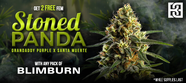 Blimburn - Buy Any Pack - Get 2 FEM Stoned Panda