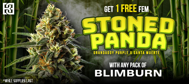 Blimburn - Buy Any Pack - Get 1 FEM Stoned Panda