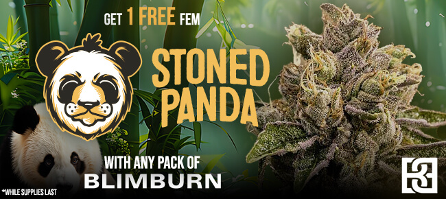 Blimburn - Buy Any Pack - Get 1 FEM Stoned Panda