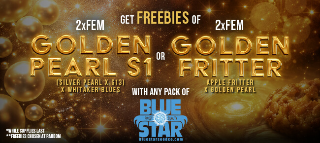 Blue Star - Buy Any Pack - Get 2 FEM Golden Pearl S1 or 2 FEM Golden Fritter Chosen at Random