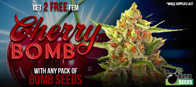 Bomb Seeds - Buy Any Pack - Get 2 FEM Cherry Bomb