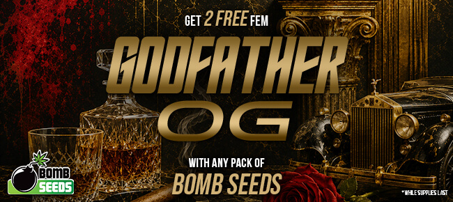 Bomb Seeds - Buy Any Pack - Get 2 FEM Godfather OG