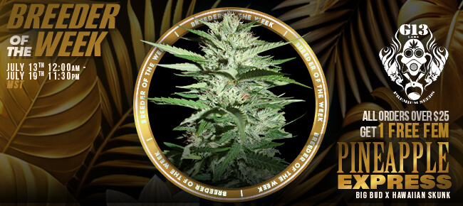 G13 Labs - Breeder of the Week - Spend $25 and get 1 FEM Pineapple Express