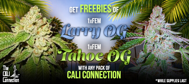 Cali Connection - Buy Any Pack - Get 1 FEM Larry OG + 1 FEM Tahoe OG