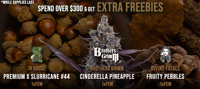 Spend over $300 - Get EXTRA FREEBIES!