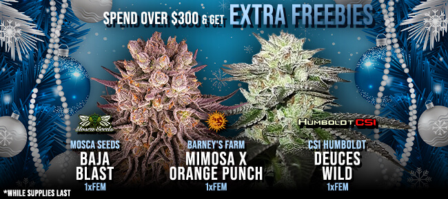 Spend over $300 - Get EXTRA FREEBIES!