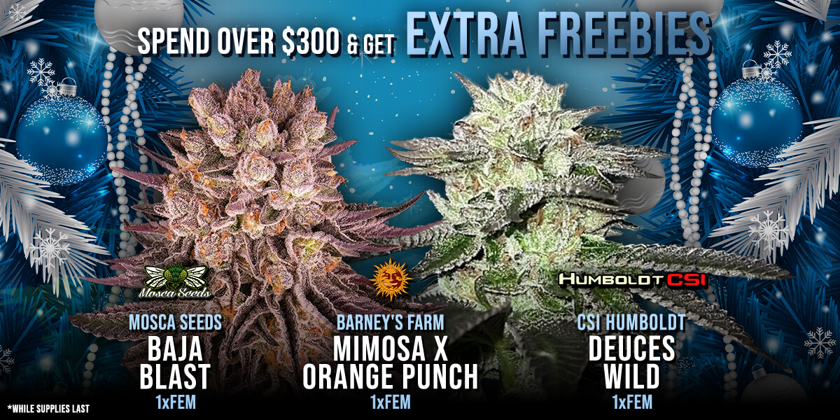 Buy Cannabis Seeds Online | Attitude Seedbank USA