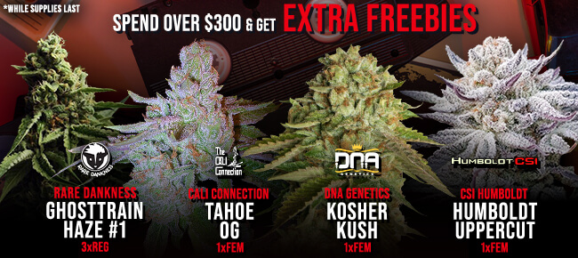 Spend over $300 - Get EXTRA FREEBIES!