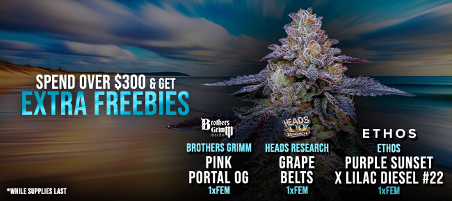 Spend over $300 - Get EXTRA FREEBIES!