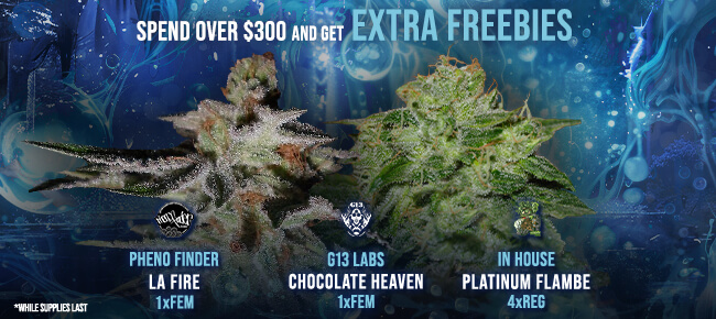 Spend over $300 - Get EXTRA FREEBIES!