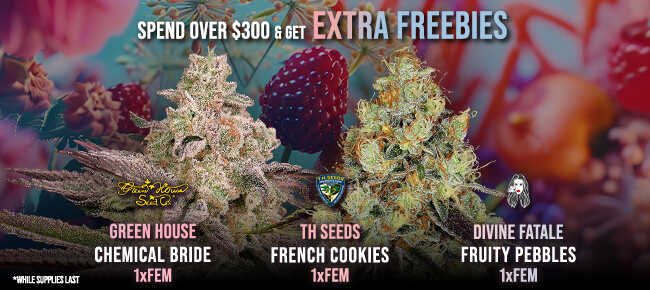 Spend over $300 - Get EXTRA FREEBIES!