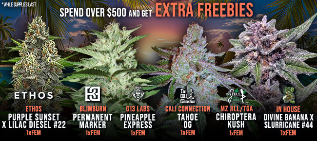 Spend over $500 - Get EXTRA FREEBIES! V16