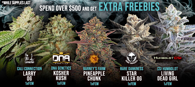 Spend over $500 - Get EXTRA FREEBIES!