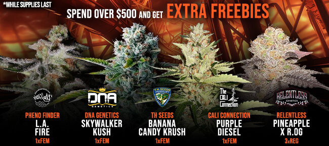 Spend over $500 - Get EXTRA FREEBIES!