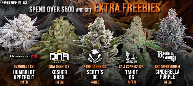 Spend over $500 - Get EXTRA FREEBIES!