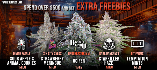Spend over $500 - Get EXTRA FREEBIES!