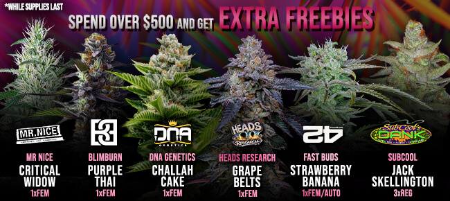 Spend over $500 - Get EXTRA FREEBIES!
