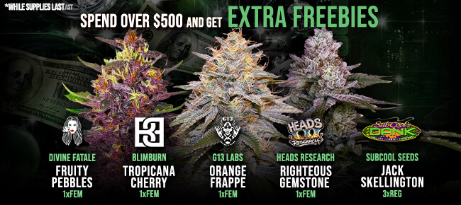 Spend over $500 - Get EXTRA FREEBIES!