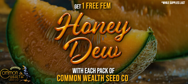 Common Wealth Seed Co - Buy Any Pack - Get 1 FEM Honey Dew