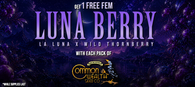 Common Wealth Seed Co - Buy Any Pack - Get 1 FEM Luna Berry