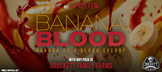 Crockett Family Farms - Buy Any Pack - Get 4 FEM Banana Blood