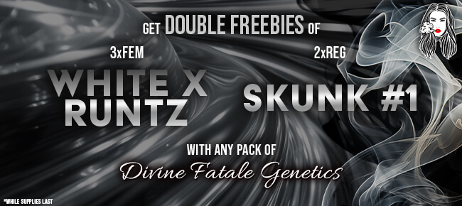 Divine Fatale - Buy Any Pack - Get 3 FEM White x Runtz + 2 REG Skunk #1