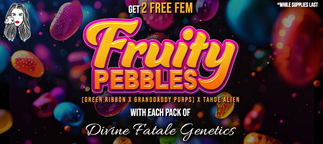 Divine Fatale - Buy Any Pack - Get 2 FEM Fruity Pebbles