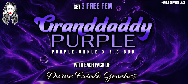 Divine Fatale - Buy Any Pack - Get 3 FEM Granddaddy Purple