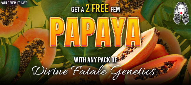 Divine Fatale - Buy Any Pack - Get 2 FEM Papaya