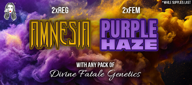 Divine Fatale - Buy Any Pack - Get 2 REG Amnesia + 2 FEM Purple Haze