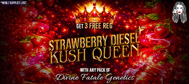 Divine Fatale - Buy Any Pack - Get 3 REG Strawberry Diesel Kush Queen