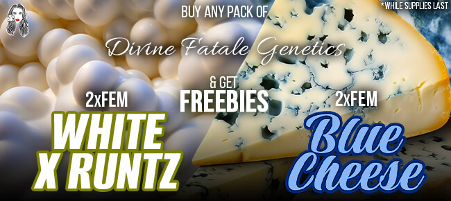 Divine Fatale - Buy Any Pack - Get 2 FEM The White x Runtz + 2 FEM Blue Cheese