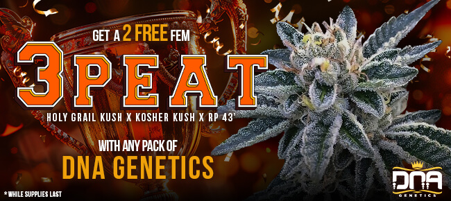DNA Genetics - Buy Any Pack - Get 2 FEM 3Peat