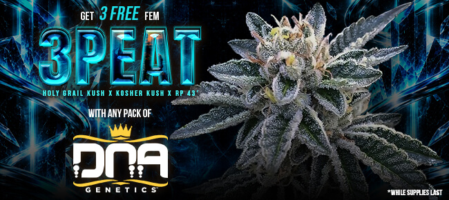 DNA Genetics - Buy Any Pack - Get 3 FEM 3Peat