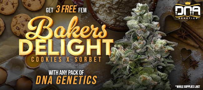 DNA Genetics - Buy Any Pack - Get 3 FEM Baker's Delight