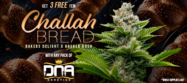 DNA Genetics - Buy Any Pack - Get 3 FEM Challah Bread