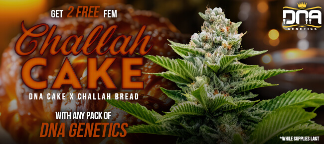 DNA Genetics - Buy Any Pack - Get 2 FEM Challah Cake