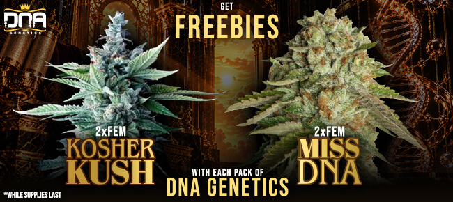 DNA Genetics - Buy Any Pack - Get 2 FEM Kosher Kush + 2 FEM Miss DNA