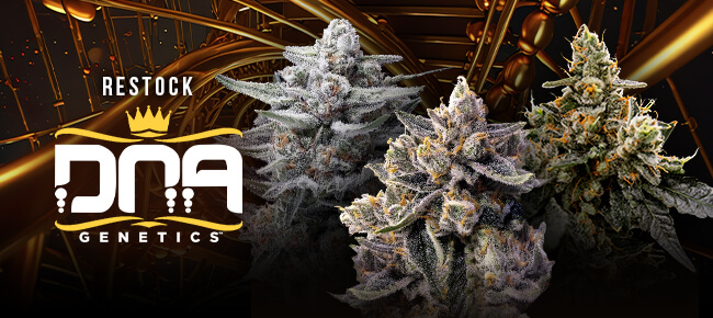 DNA Genetics - Restock - June 2026