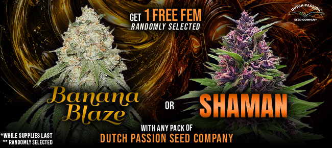 Dutch Passion - Buy Any Pack - Get 1 FEM of Banana Blaze or Shaman *Random Selection