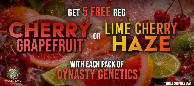 Dynasty Genetics - Buy Any Pack - Get 5 REG Cherry Grapefruit or Lime Cherry Haze