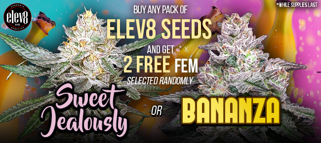 Elev8 Seeds - Buy Any Pack - Get 2 FEM Sweet Jealousy or Bananza *Chosen Randomly