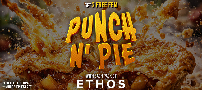 Ethos Genetics - Buy Any Pack - Get 2 FEM Punch N Pie
