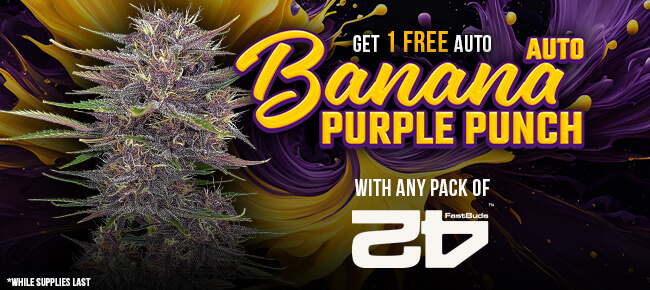 FastBuds - Buy Any Pack - Get 1 FEM Banana Purple Punch AUTO