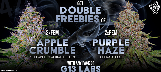 G13 Labs - Buy Any Pack - Get 2 FEM Apple Crumble + 2 FEM Purple Haze