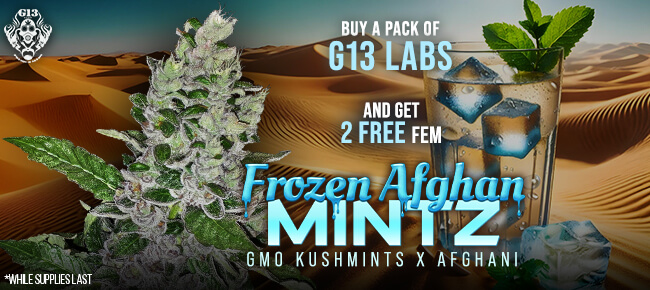 G13 Labs - Buy Any Pack - Get 2 FEM Frozen Afghan Mintz