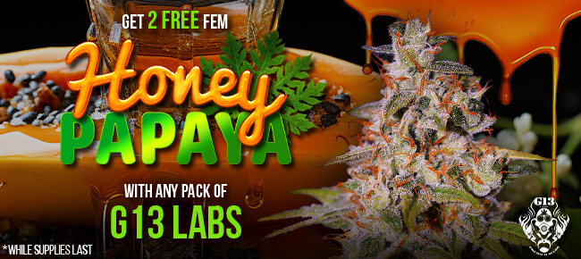 G13 Labs - Buy Any Pack - Get 2 FEM Honey Papaya